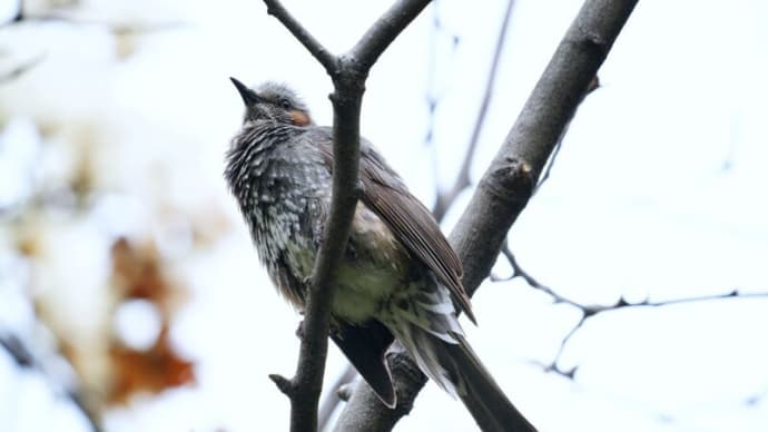 木の花とエナガ、ヒヨドリ(板橋区立赤塚植物園 2024.3.24撮影)