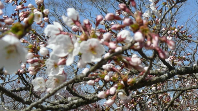 一関市「釣山公園」の桜”染井吉野”開花！　2023年4月2日（日）