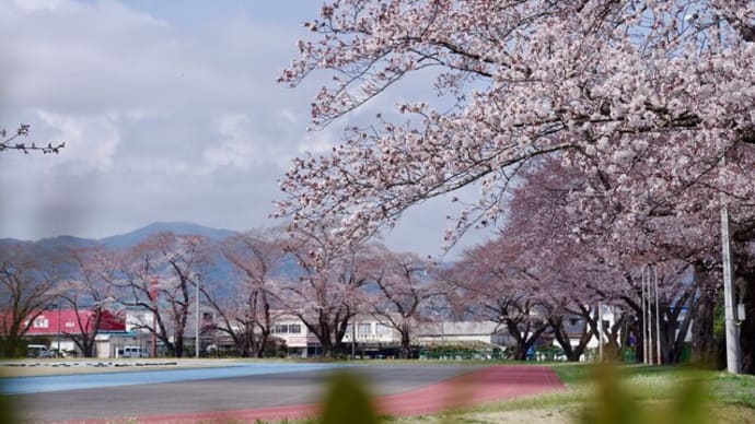 今年の桜見物