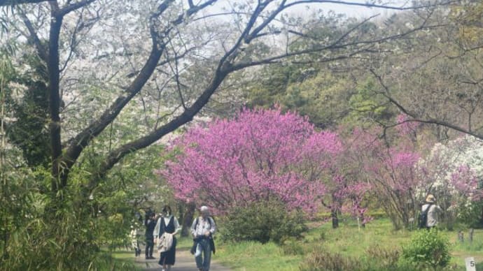 小石川植物園　池に映る景色　　　11