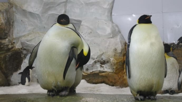 皇帝ペンギンの体曲げ
