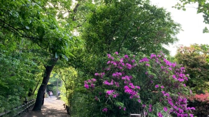 ５月になりました　🌿🌲🌿　2025年5月30日(金)