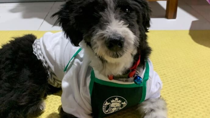バリ犬!○tar○uc○sの服が可愛い!ぷくぷくさん!カフェラテ!お願いします