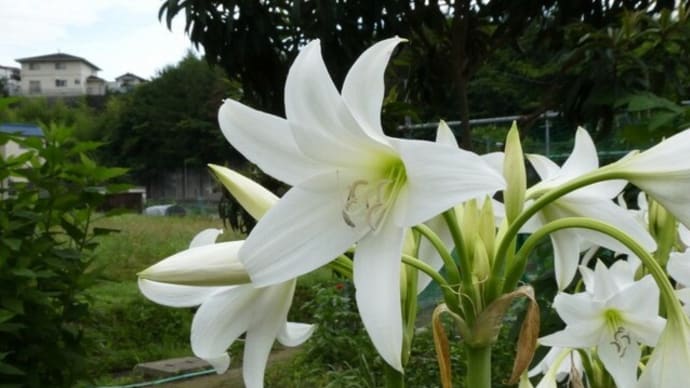 ユリに似た真っ白い花