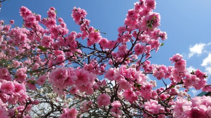 桜の木の下で…
