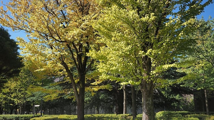 ★公園の桂の木・ウメモドキの実 2024