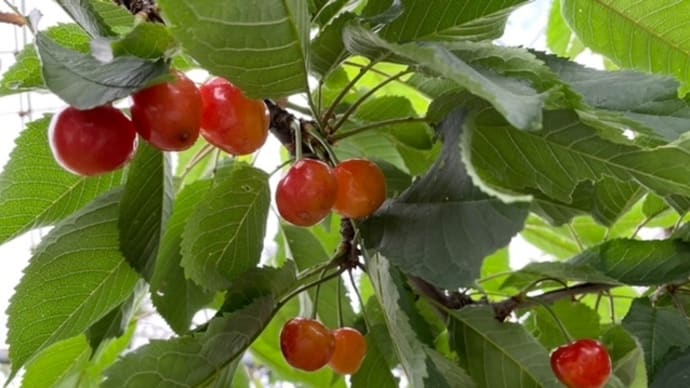 「さくらんぼ🍒狩り」