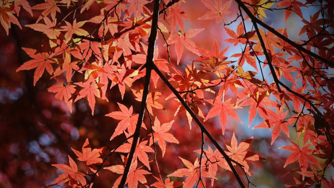 秋簾、紅葉点景