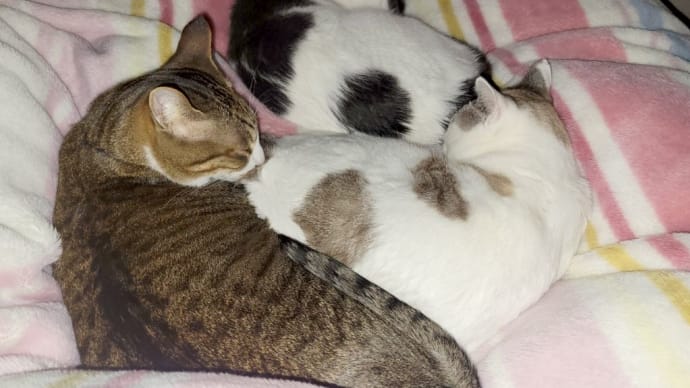 猫のお陰で生きてます