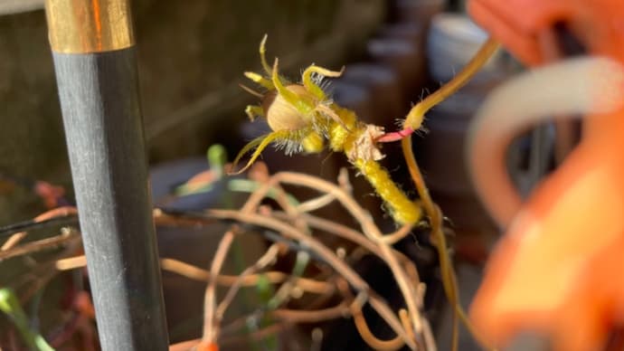花菖蒲を強制終了