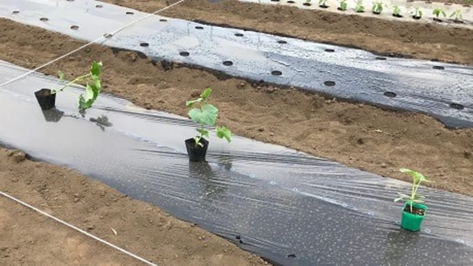 Hilo’s Farm 種芋の植え付けと夏野菜の苗の定植と種まき