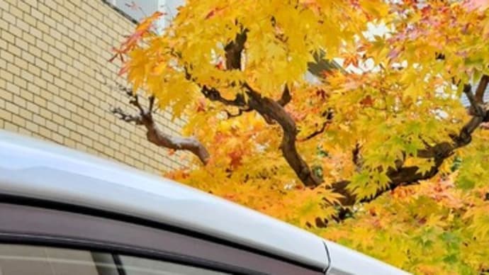 月迫の紅葉かつ散りゆく…!