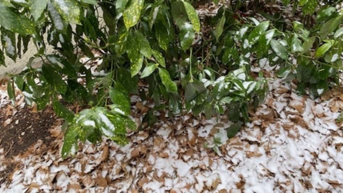 NYC、今冬初の積雪を観測！