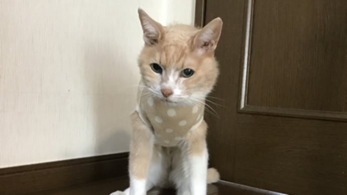 ミルちゃん 20歳5か月の月誕生日