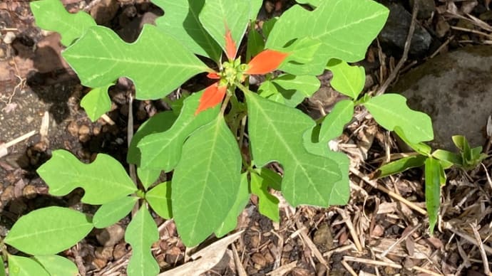 この花のような葉っぱは?