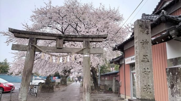 桜、前玉神社の。