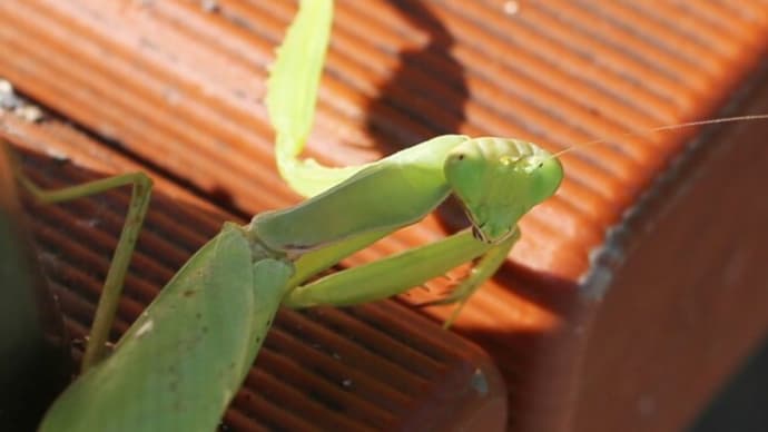 2年前の秋　　カマキリと目が合う  　 「はらぺこカマキリ」の歌