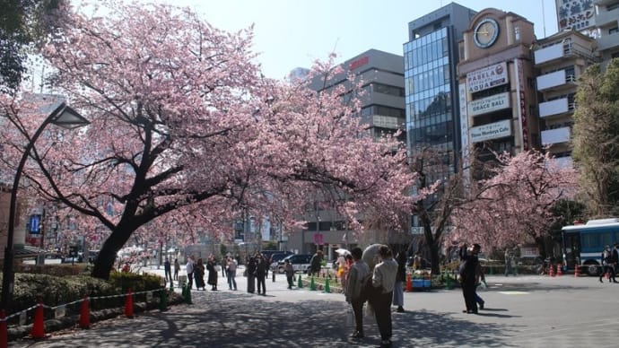 上野公園 満開の桜(広小路口の大寒桜)~西郷どん~清水観音堂~