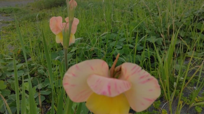 初夏の浜辺の花
