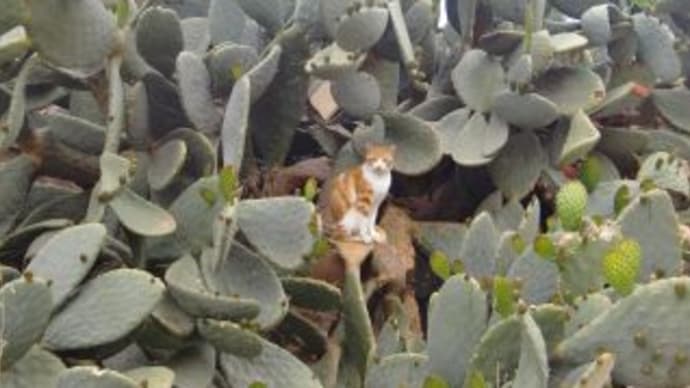 マルタ　ゴゾ島の猫