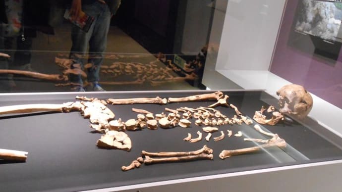 古代DNA展