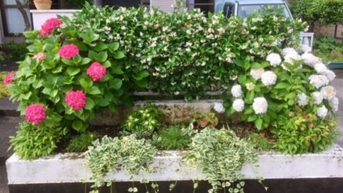 紫陽花とレモン