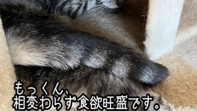 もっくん、食欲旺盛です！