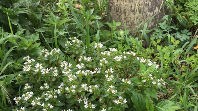 ハマボッスのお花。