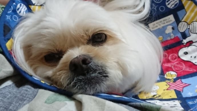 いっちょまえ'`,、('∀`) '`,、