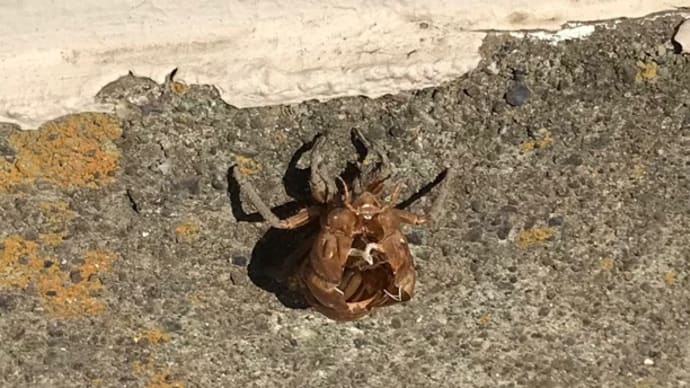 セミの抜け殻