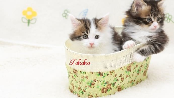 世界猫の日