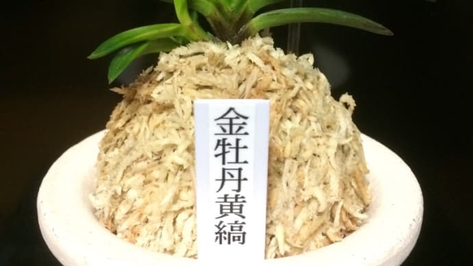 金牡丹黄縞