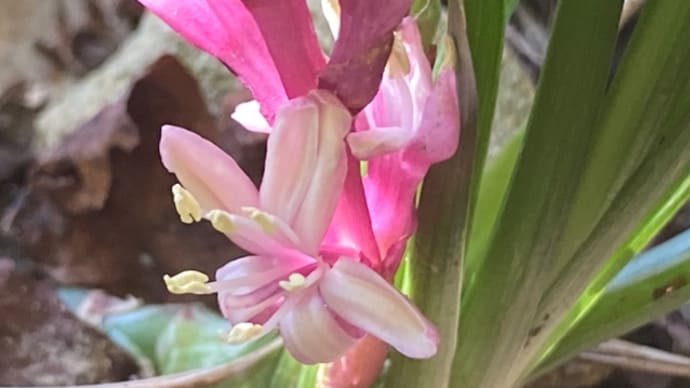 下の方より花が咲き始めました。