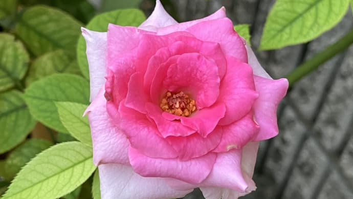 夏の薔薇