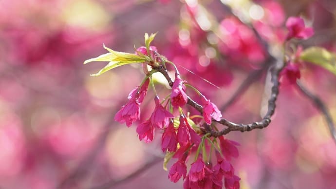 緋寒桜