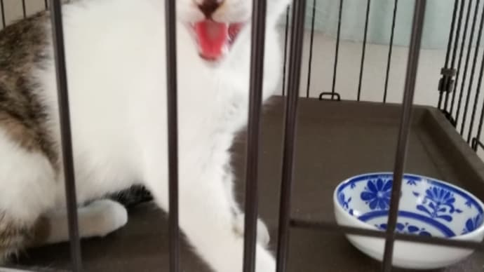 追加の預かり猫たちの続報🐱