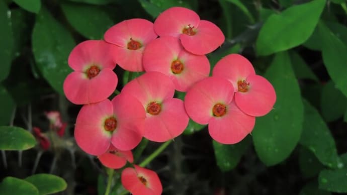 乾燥・高山・アナナス～京都府立植物園2024/1下旬（9）