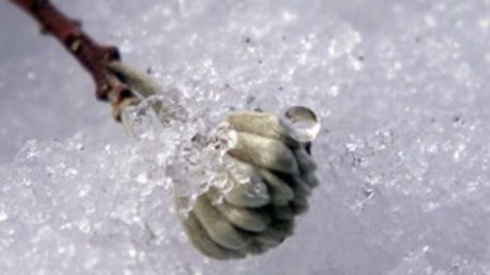 雪の中から顔を出した三椏
