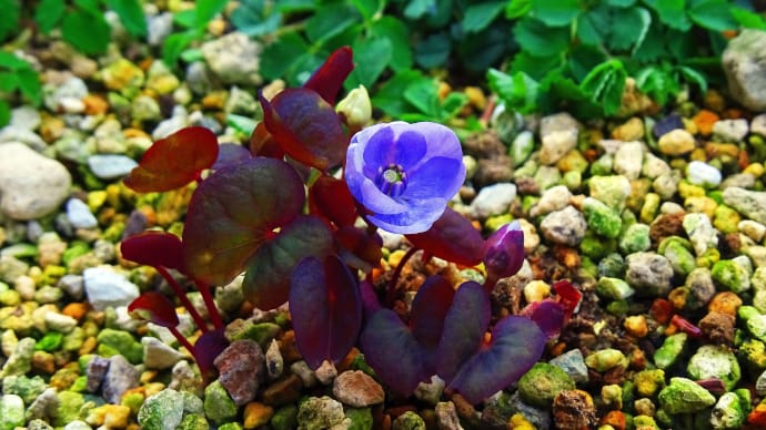 タツタソウやハルオコシ、ケイビアヤメの開花 そして、三種のイカリソウのこと