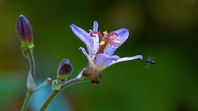 ●我が家の8月の花(10) ホトトギス青龍が開花 蜂 ミニシクラメン オクラ ジニア ランタナ