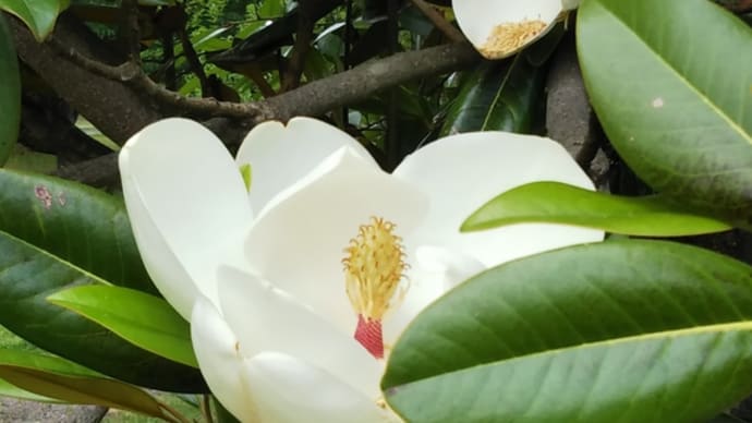 泰山木