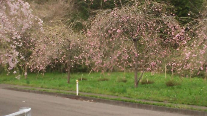 桜も見頃、もう時期散るかな