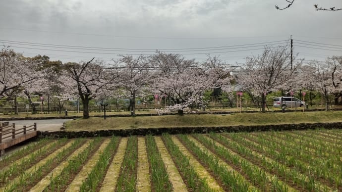 桜の季節です。