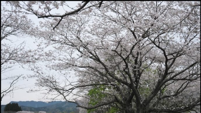 お馬さんお休みだった馬事公苑