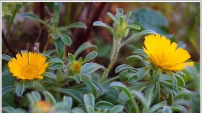 黄色い花 / マーガレットの切り戻しと挿し芽