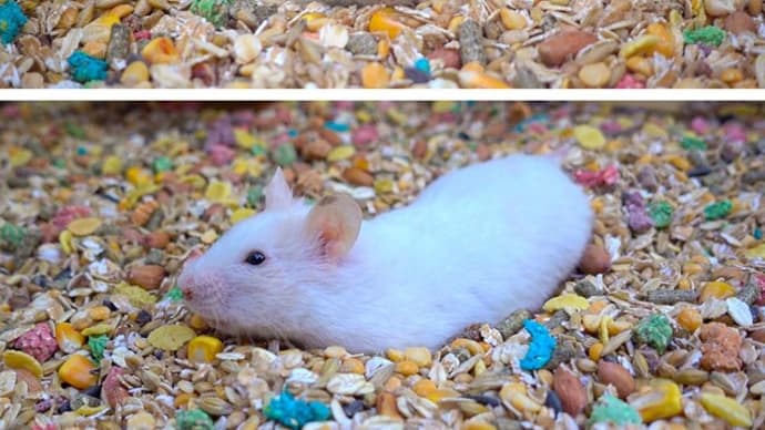 Hamster food challenge 🐹 Funny hamster 🐹 Come and Enjoy - Homura Ham!