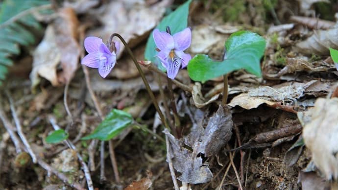 木々の芽吹き&山野草