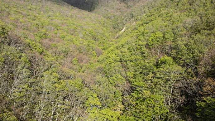 早春の奥尻島 ブナ林の美しさ