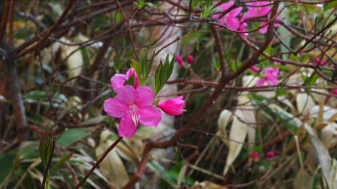今年の野反湖のシラネアオイと周辺の花・・・ムラサキヤシオなど、ツツジの仲間など