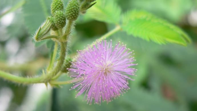 夏の花:お辞儀草